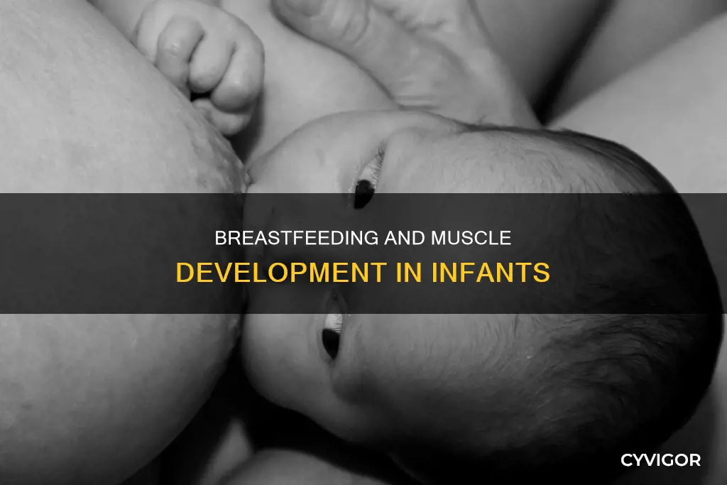 what muscle for nursing infant