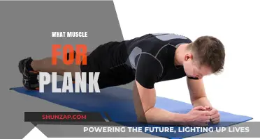 Plank Workouts: Which Muscles Are Activated?