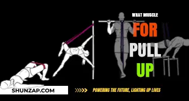 Mastering Pull-Ups: Key Muscles for Strength and Technique