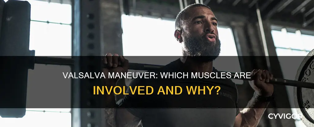 what muscle for valsava