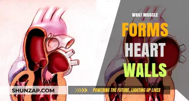 The Heart's Muscle: Understanding Its Power