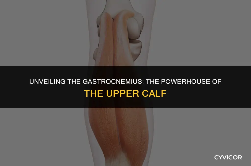 what muscle forms the bulk of the upper calf