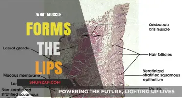 How Muscles Form and Shape Your Lips
