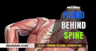 Spinal Muscles: What's Behind Your Spine?