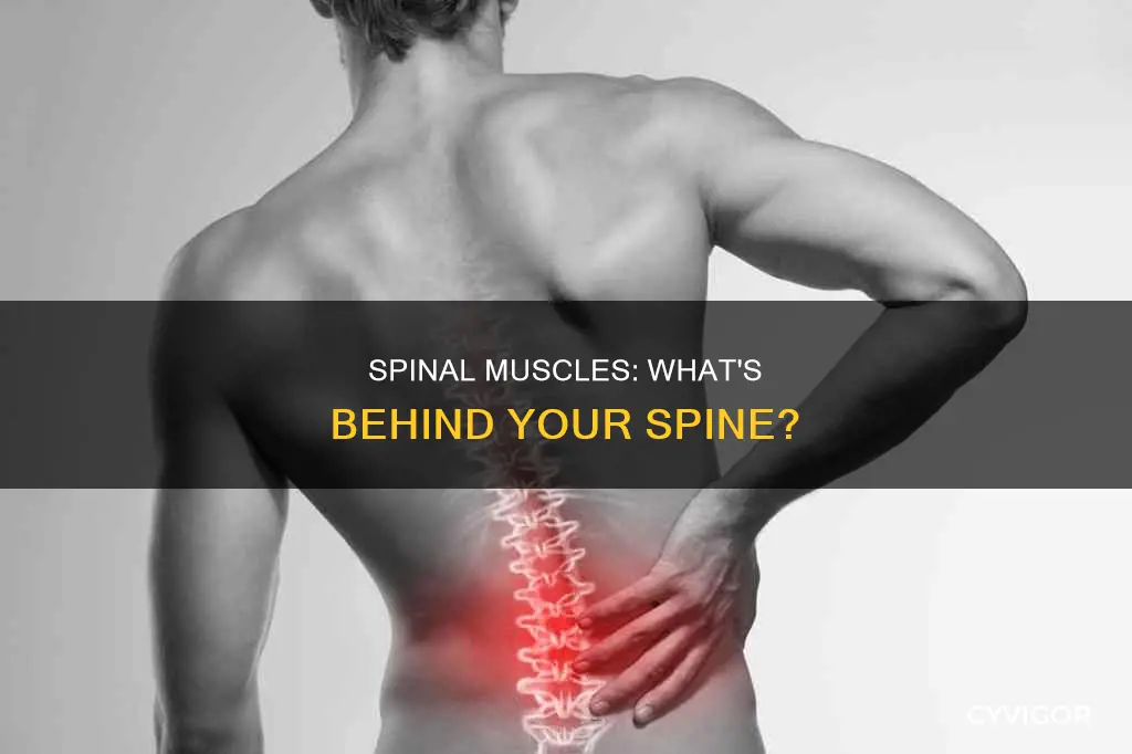what muscle found behind spine