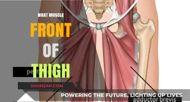 Thigh Muscle Anatomy: What's in Front?