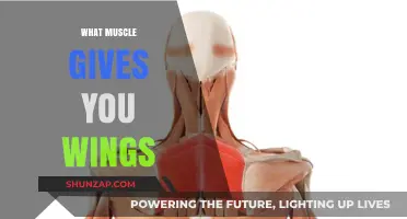 How to Get Wings: Targeting the Right Muscles