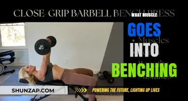 Muscles Behind the Bench Press