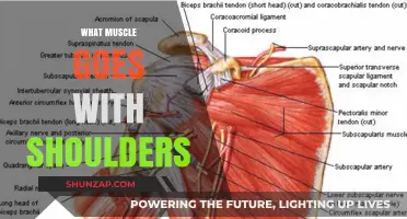 Shoulder Muscle Anatomy: Which Muscles Are Involved?
