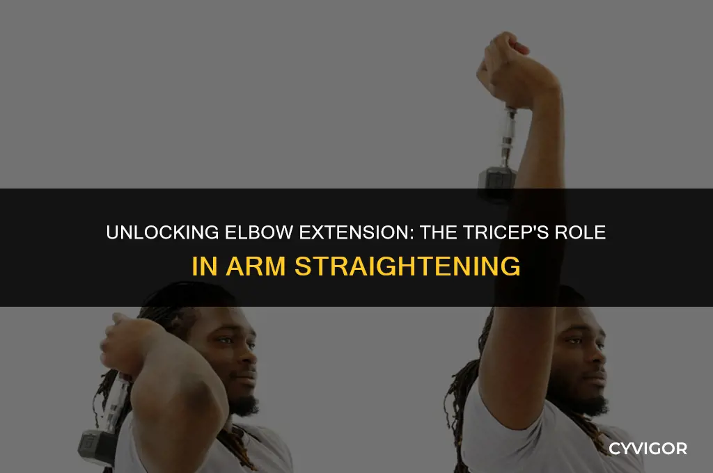 what muscle good for elbow extension