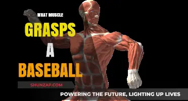 How to Grip a Baseball: Forearm and Wrist Muscles