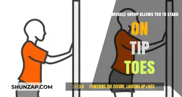 How Your Calf Muscles Enable Standing on Tip Toes Explained