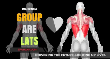 Understanding Lats: The Primary Muscle Group and Their Role in Strength