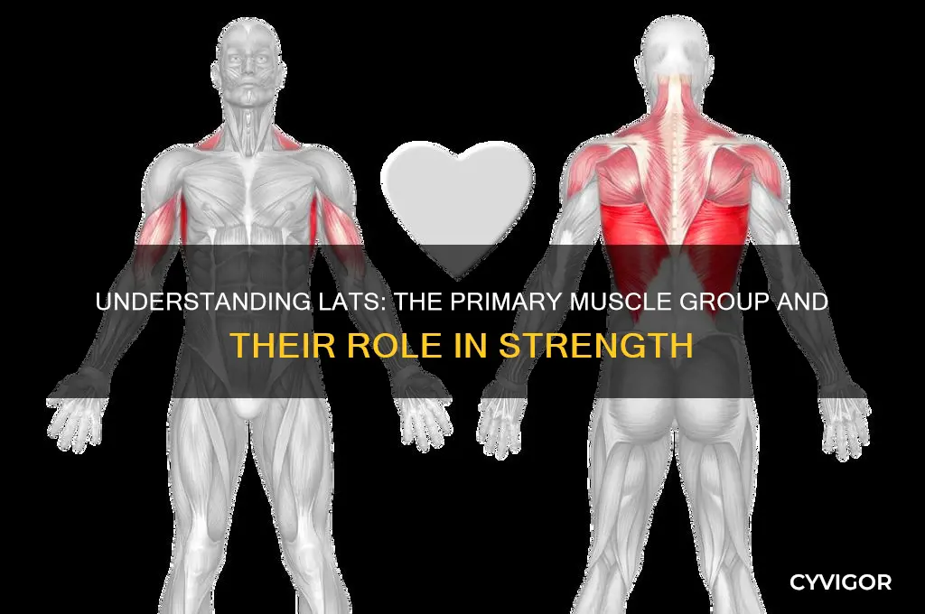 what muscle group are lats