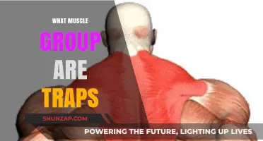 Understanding Traps: The Muscle Group and Their Role in Strength Training