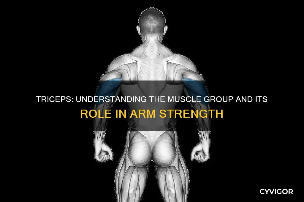 what muscle group are triceps