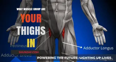 Understanding Your Thigh Muscles: Anatomy and Function Explained
