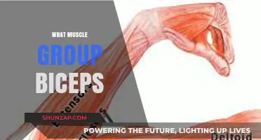 Biceps: Understanding the Muscle Group and Its Role in Strength Training