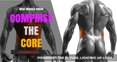 Understanding Your Core: Key Muscle Groups for Stability and Strength