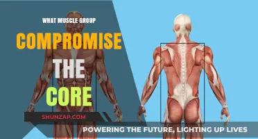 Unveiling the Core: Muscles That Power Your Stability and Strength