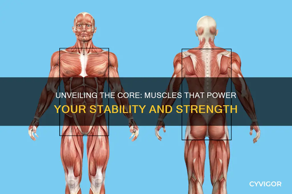 what muscle group compromise the core
