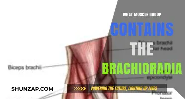 Brachioradialis Muscle Group: Unveiling Its Forearm Location and Function