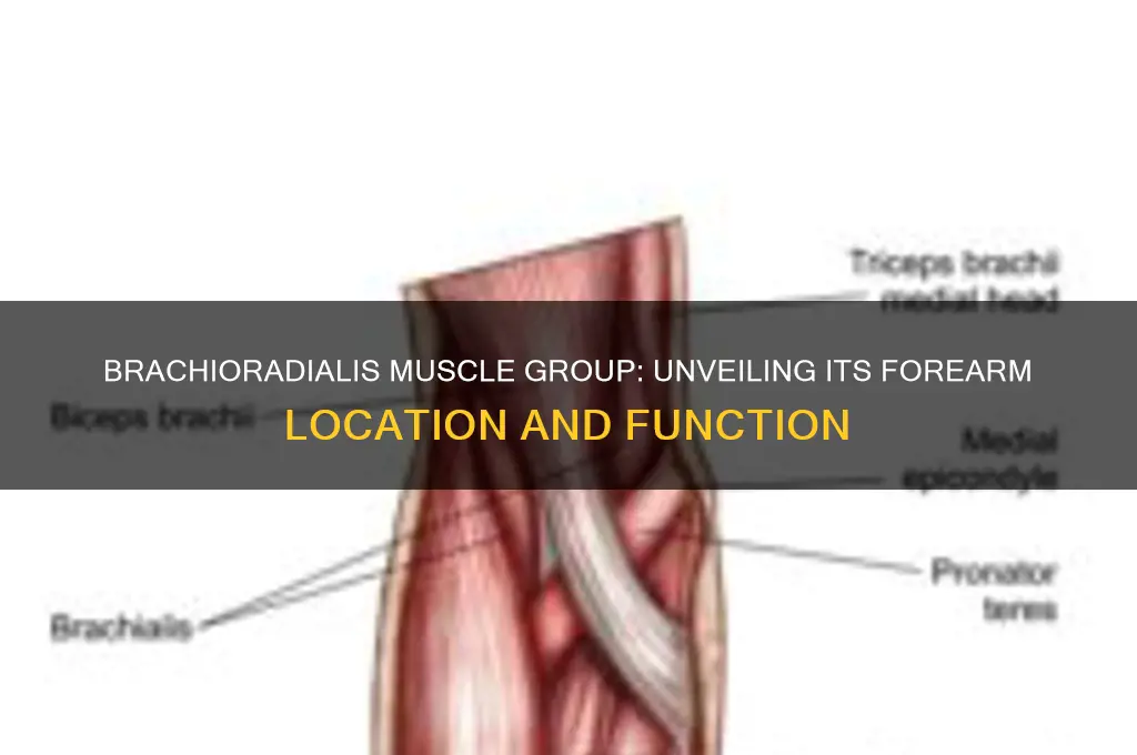 what muscle group contains the brachioradialis