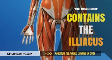 Understanding the Iliacus: Its Role in the Hip Flexor Muscle Group
