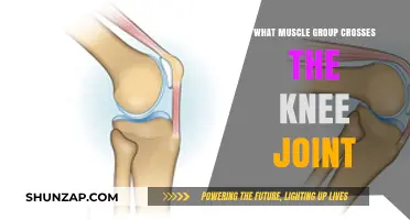 Muscles Crossing the Knee Joint: Anatomy and Function Explained