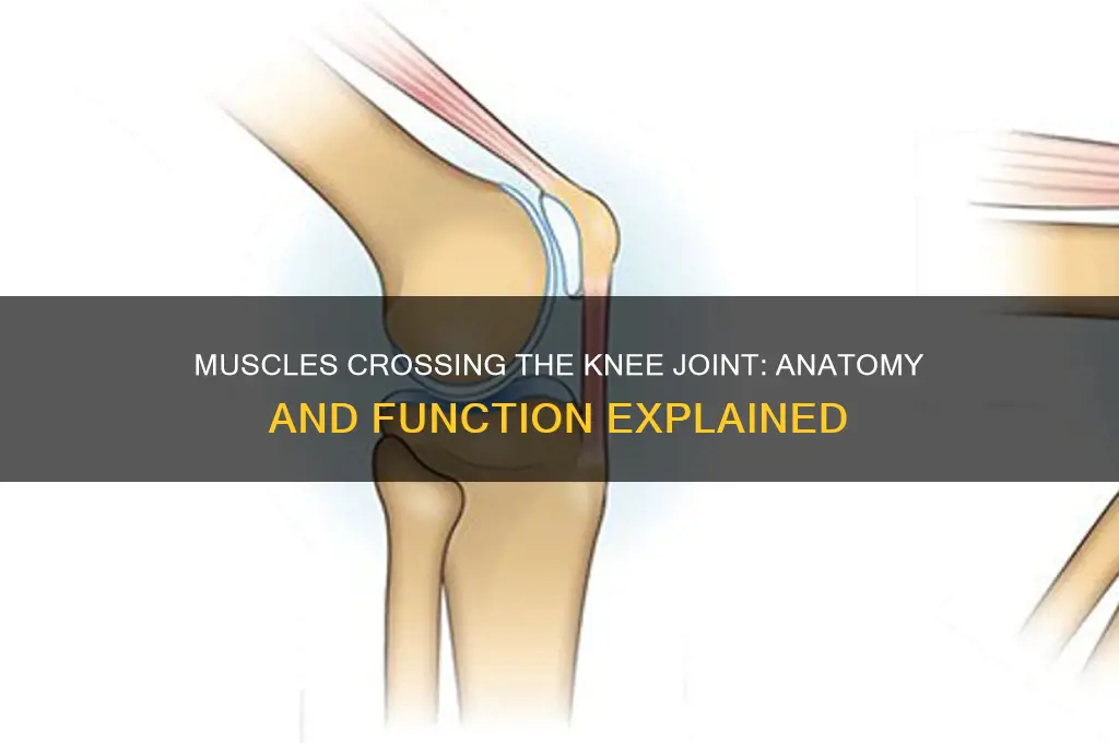 what muscle group crosses the knee joint