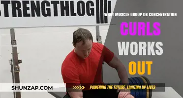 DB Concentration Curls: Targeted Muscle Groups and Benefits Explained
