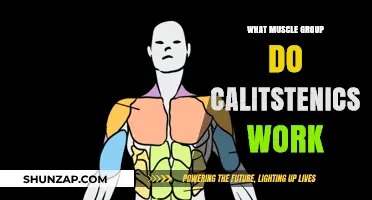 Calisthenics Muscle Groups: A Full-Body Workout Breakdown