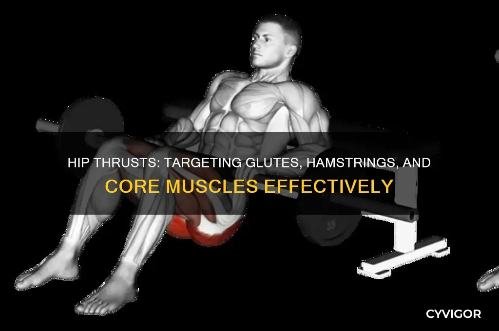 what muscle group do hip thrusts work
