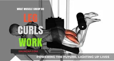 Leg Curls: Targeting Hamstrings and Glutes for Stronger Lower Body