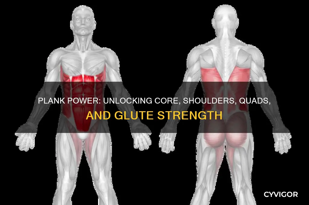 what muscle group do planks work