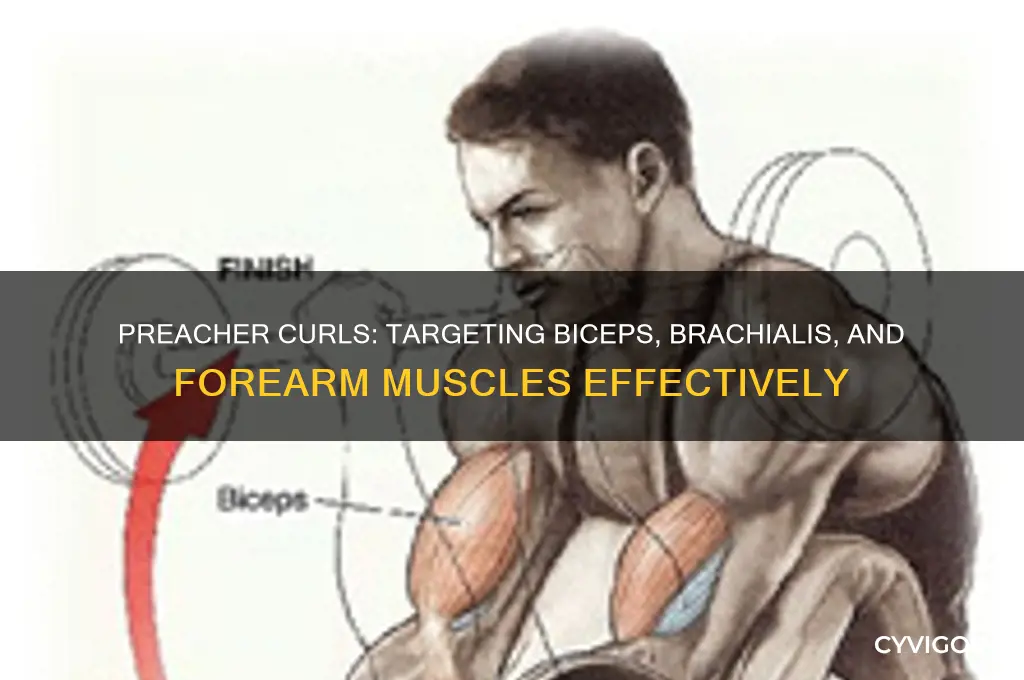 what muscle group do preacher curls workout