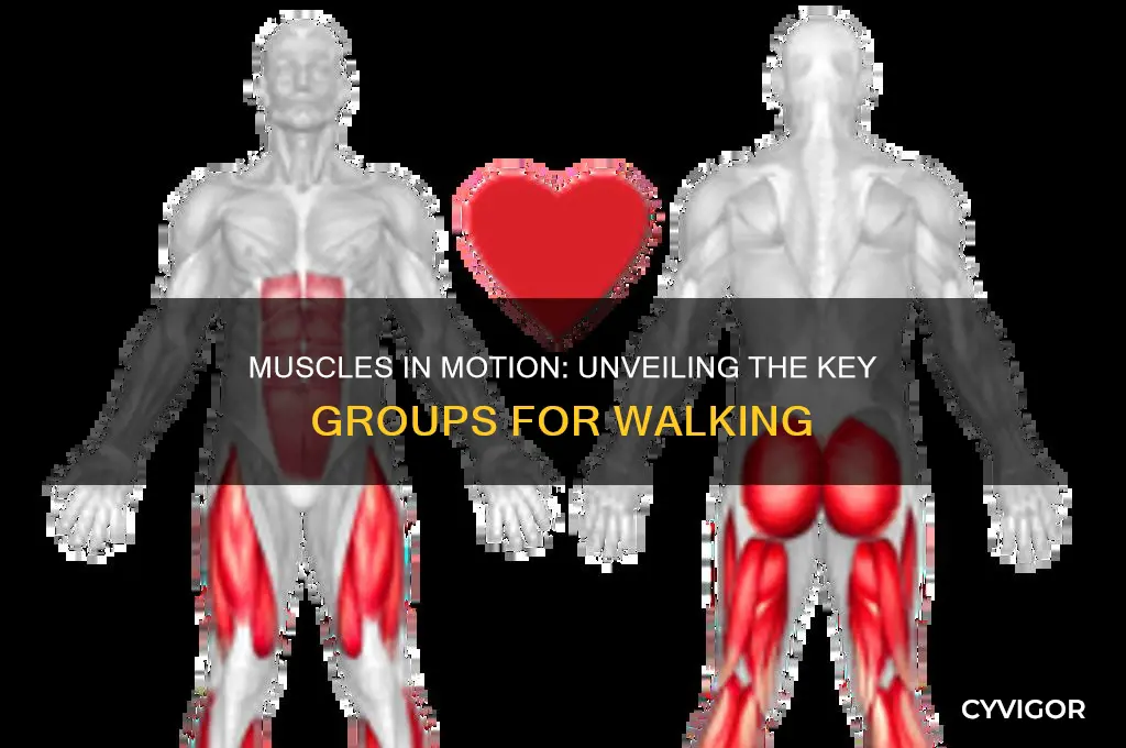 what muscle group do you us to walk
