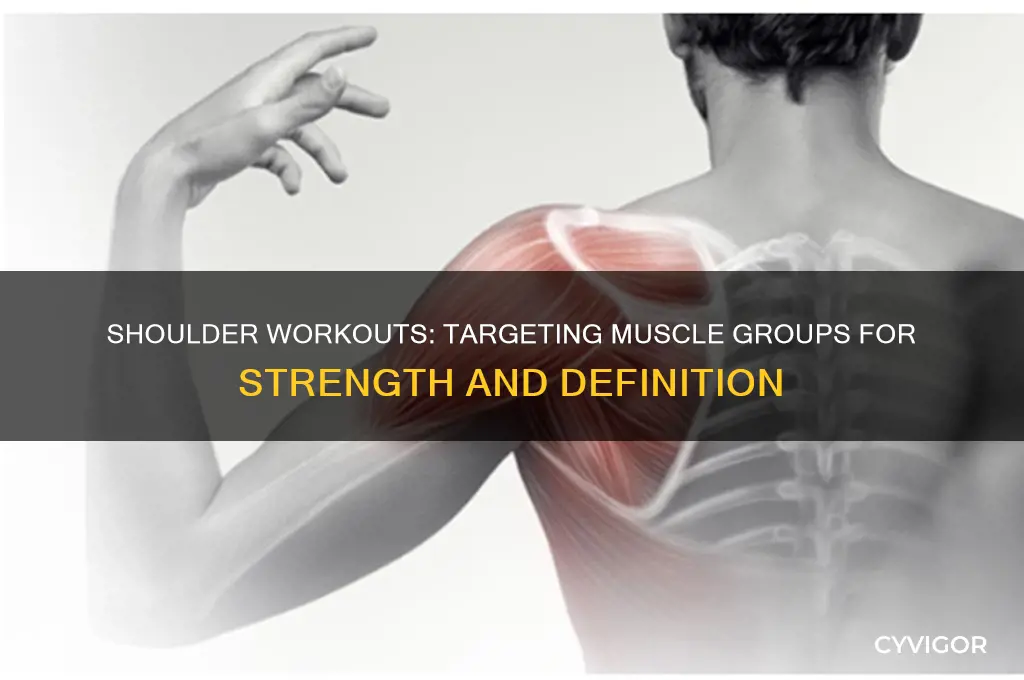 what muscle group do you work with shoulders