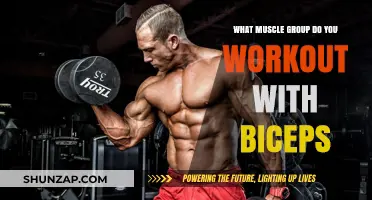 Biceps Workout: Targeted Muscle Groups and Effective Training Strategies
