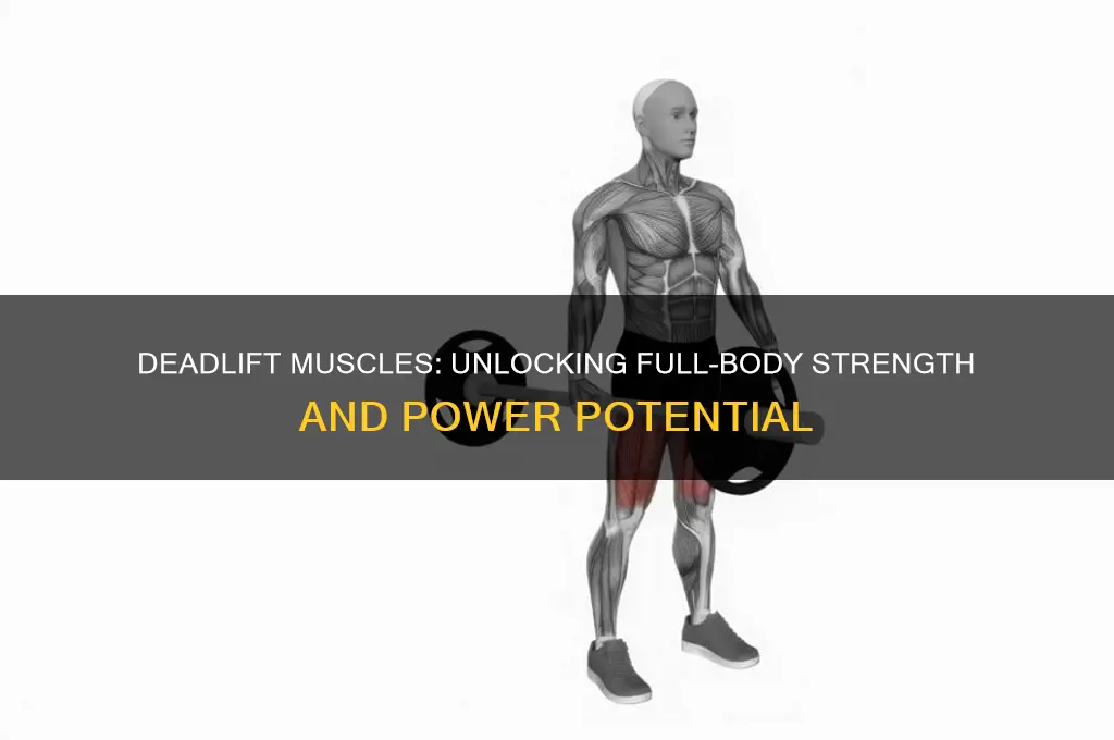 what muscle group does a deadlift work