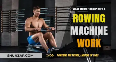 Rowing Machine Muscles: Full-Body Workout Breakdown and Benefits