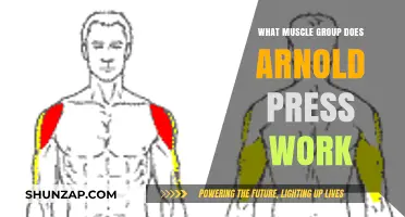 Arnold Press: Targeting Shoulders, Arms, and Core Muscles Effectively