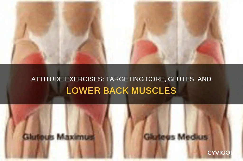 what muscle group does attitude exercises utilize