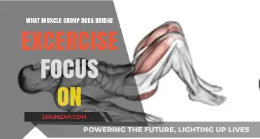 Bridge Exercise Benefits: Targeting Glutes, Core, and Lower Back Muscles