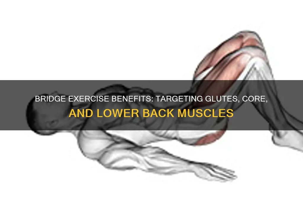 what muscle group does bridge excercise focus on