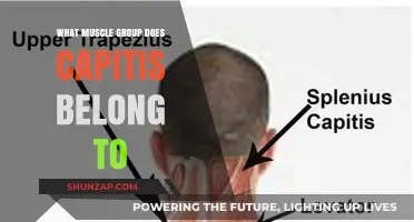 Understanding Capitis: Identifying Its Muscle Group and Function