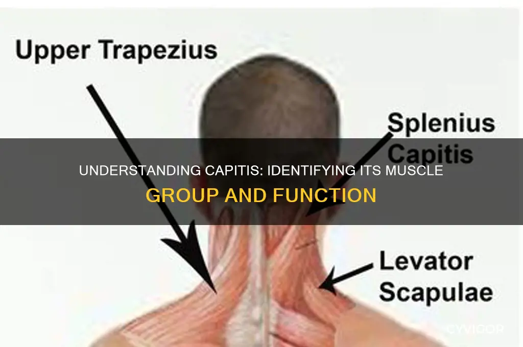 what muscle group does capitis belong to