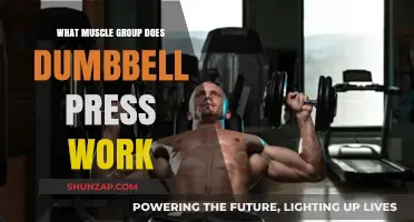 Dumbbell Press: Targeting Chest, Shoulders, and Triceps for Strength Gains