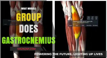 Gastrocnemius Muscle Group: Unlocking Calf Strength and Function