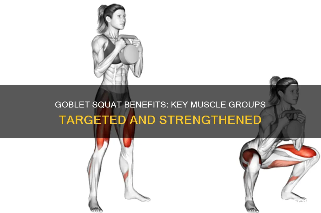 what muscle group does goblet squat target
